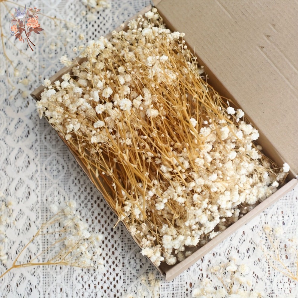 100pcs Mini Dried Baby's Breat - đánh giá và giá Craft Embellishment